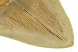 Serrated, Fossil Megalodon Tooth - Indonesia #279206-3